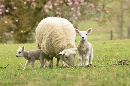  lamb and sheep