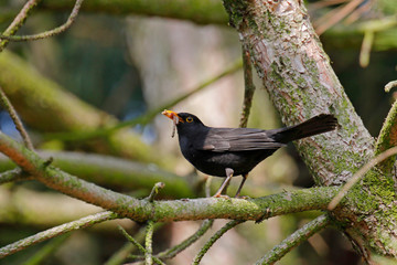Eine Amsel auf Nahrungssuche für die Fütterung der Jungtiere