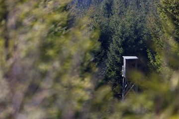 a hunters perch in the spring woods