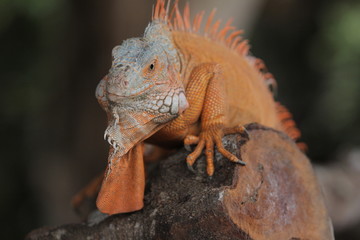 Iguana  is a genus of herbivorous lizards that are native to tropical areas of Mexico, Central...