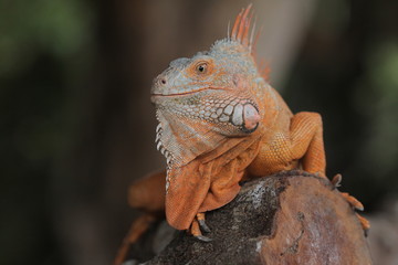 Iguana  is a genus of herbivorous lizards that are native to tropical areas of Mexico, Central America, South America, and the Caribbean. 