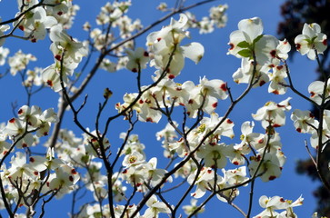Blumenhartriegelzweige vor blauem Himmel