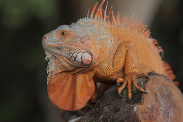 Iguana  is a genus of herbivorous lizards that are native to tropical areas of Mexico, Central...