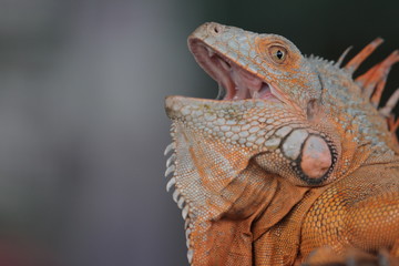 Iguana  is a genus of herbivorous lizards that are native to tropical areas of Mexico, Central America, South America, and the Caribbean. 