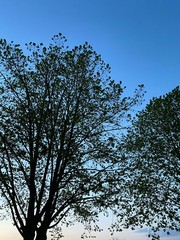tree and sky