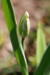 Tuple im Sommergarten