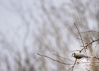 Sikorka © Bogna