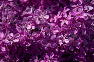 Fototapeta premium Beautiful mini violet flowers background
