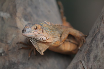 Iguana  is a genus of herbivorous lizards that are native to tropical areas of Mexico, Central America, South America, and the Caribbean. 