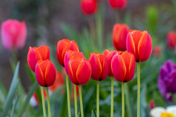 Beautiful spring red tulip flowers background