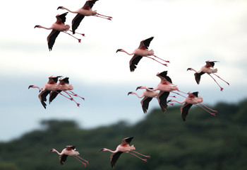 Lesser Flamingos flying at Bogoria Lake, Kenya