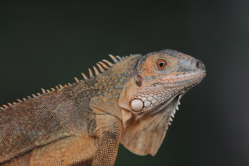 Iguana  is a genus of herbivorous lizards that are native to tropical areas of Mexico, Central America, South America, and the Caribbean. 
