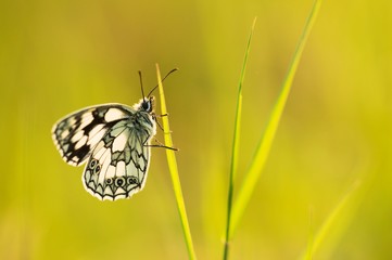 Butterfly sitting on a blade of grass,
bow tie in the grass.