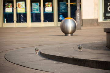die einsamen Tauben, Alexanderplatz, Berlin, Deutschland, ohne Touristen im April 2020...