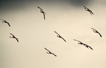 Silhouette of Lesser Flamingos landing, lake Bogoria