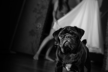 pug looks into the frame. pug in the foreground bride on the background