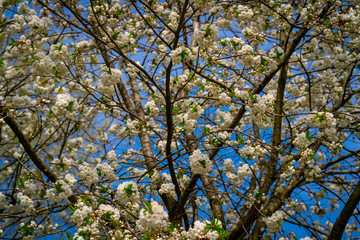 White blossom against blue sky