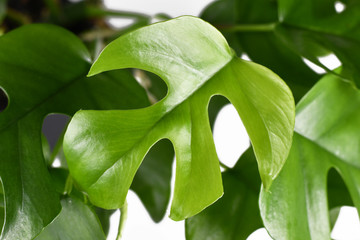 Single leaf of tropical 'Rhaphidophora Tetrasperma', a trendy house plant with small leaves with...