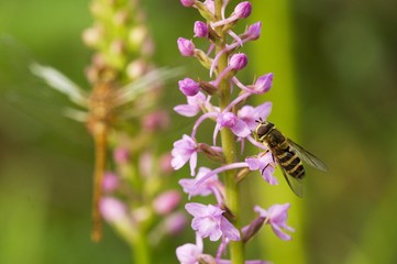 wasp on a flower, spring in the meadow