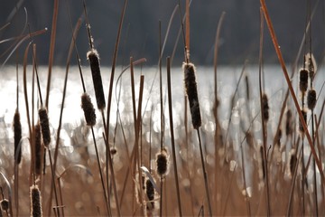 W trzcinach © Bogna