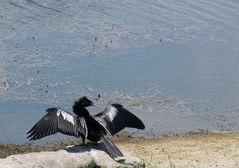 Anhinga stands with spread wings