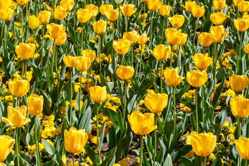 Yellow Tulips in Spring Blossom