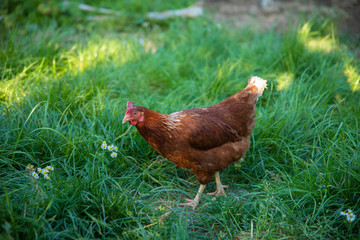 Brown free range egg Chicken grazing on the grass in the chicken farm. 