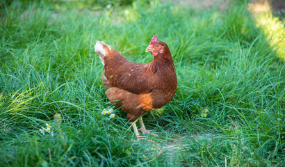 Brown free range egg Chicken grazing on the grass in the chicken farm. 