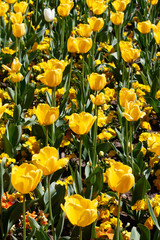 Obraz premium Yellow Tulips in Spring Blossom