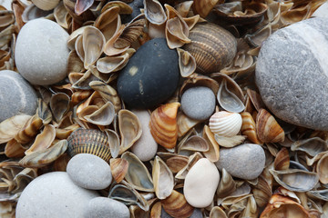 Background of sea shells and stones