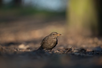 Blackbird