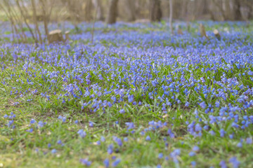 Spring forest with blue flowers. Blue flowers in the forest. A carpet of blue flowers in the field.