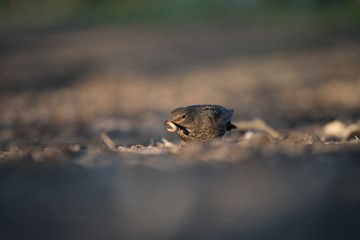Blackbird
