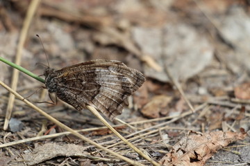 butterfly flowers narural beauty