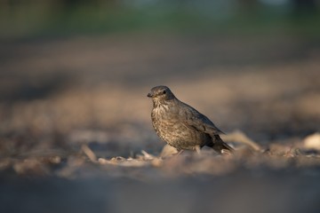 Blackbird