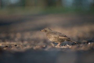 Turdus