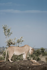 Lioness and cubs in the early morning, Maasai Mara National Park, Kenya