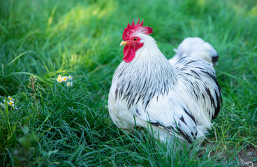 White free range Rooster or hen grazing on the grass in the chicken farm.