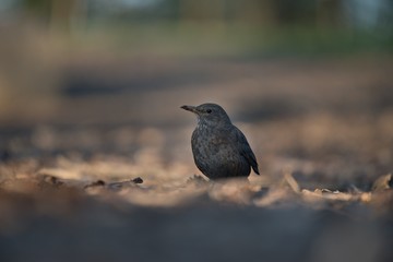 turdus merula