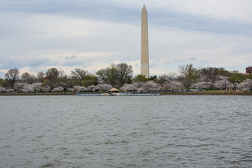 View of the Washington Monument across the tidal basin during the cherry blossom season in...