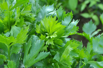 Green celery leaves