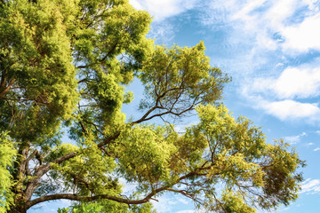 Branches of a green tree on a background of blue sky with white clouds