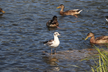 Seagulls and ducks on a spring lake in a national protected park. Survival of the fittest in the wild, conservation of the environment in Russia