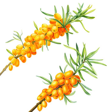 Watercolor set of orange berries, Sea-buckthorn branch on an isolated white background,  hand drawing, botanical painting