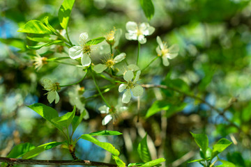  Beautiful flowering branch ,blossoms on a spring day