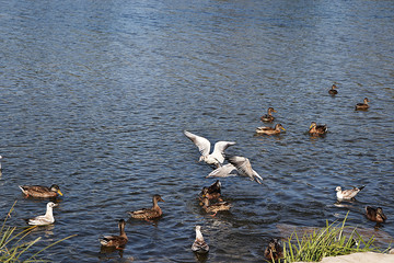 Seagulls and ducks on spring lake are fighting for food. Survival of the fittest in the wild, conservation of the environment in Russia (people feed gulls and ducks on lakes to save the population)