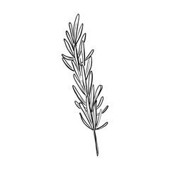 Hand drawn rosemary sketch. Linear art of organic spice herbs in cartoon style isolated on a white background. Ink drawing. Vector illustration for menu, farmers markets, print.