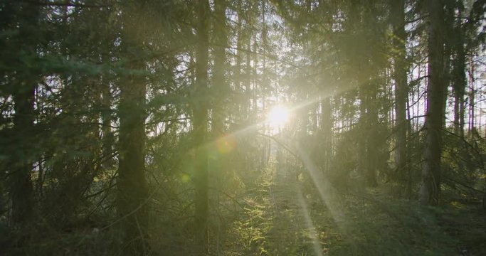 Forest at sunset. Nature. Sunset.