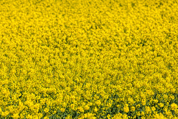 Obraz premium Field full of vibrant yellow rape seed in English countryside