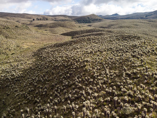 High Ecuadorian Páramo covered in frailejones shot from a drone during sunset